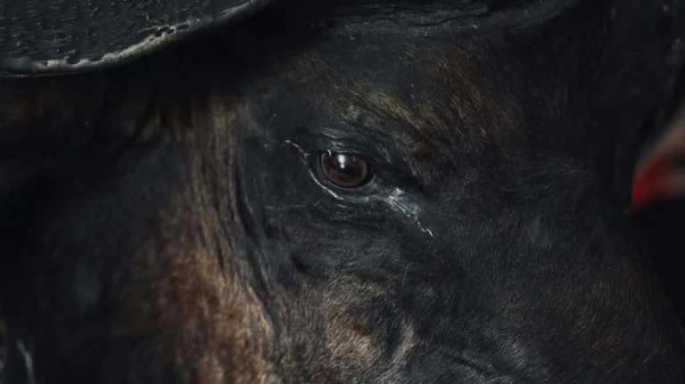 lewy cisimcikli demans – yaşlı bakımı görseli