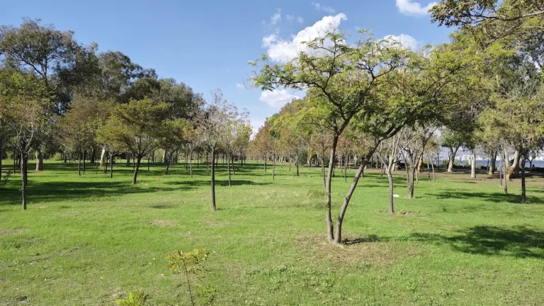 Engelliler İnciraltı fotoğrafı