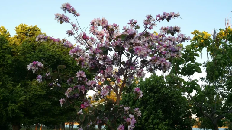 Engelliler Mer. fotoğrafı