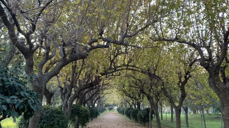 Sosyal Projeler Dairesi Başkanlığı Engelli Hizmetleri Şube Müdürlüğü Engelli Hizmet Merkezi fotoğrafı